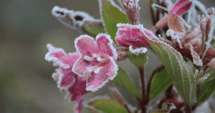 First ground frost in the Netherlands arrives a month early